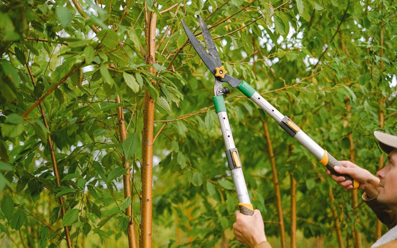Tree trimming in The Dalles, OR